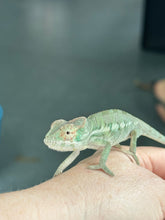 Load image into Gallery viewer, ANKILOBE Panther Chameleon: Ankify x Ambilobe (R10)