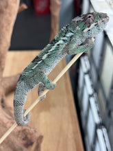 Load image into Gallery viewer, AMBILOBE Panther Chameleon: Starburst x Margaret (R10)