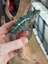 Load image into Gallery viewer, AMBILOBE Panther Chameleon: Starburst x Margaret (R10)