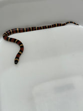Load image into Gallery viewer, Apricot Pueblan Milk Snake- (MS1)