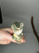 Load image into Gallery viewer, Ambilobe male panther chameleon: Flash x Opal (E24)