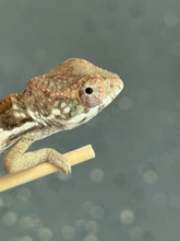 Load image into Gallery viewer, SAMBAVA Panther Chameleon: Marley x Mabel (R12)