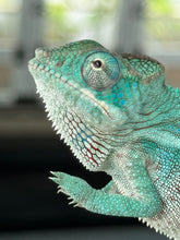 Load image into Gallery viewer, AMBANJA Panther Chameleon: Blue Inferno x Tango (E12)