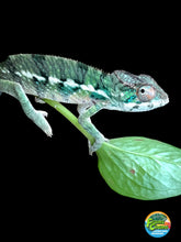 Load image into Gallery viewer, Ambilobe male: Flash x Rocky (R8)