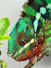 Load image into Gallery viewer, AMBILOBE male: Riot/JJ/Bolt (J10)