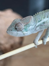 Load image into Gallery viewer, AMBILOBE Panther Chameleon: Sam x Georgia (R7)