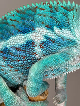 Load image into Gallery viewer, AMBANJA Panther Chameleon: (E21)