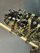 Load image into Gallery viewer, SAMBAVA Panther Chameleon: Marley x Mabel (Q11)