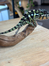 Load image into Gallery viewer, SAMBAVA Panther Chameleon: Marley x Mabel (Q11)