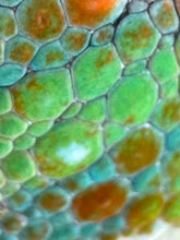 Load image into Gallery viewer, AMBILOBE Panther Chameleon male:(E23)