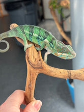 Load image into Gallery viewer, AMBILOBE Panther Chameleon: (E11)
