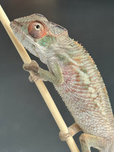 Load image into Gallery viewer, AMBILOBE Panther Chameleon: Magnus x Skittles (R2)