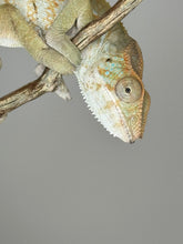 Load image into Gallery viewer, AMBILOBE FEMALE Panther Chameleon: 🚺 (E6)