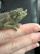 Load image into Gallery viewer, Male Jackson’s Chameleon: I1