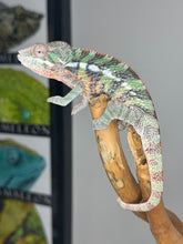 Load image into Gallery viewer, AMBILOBE Male Panther Chameleon: (E1)