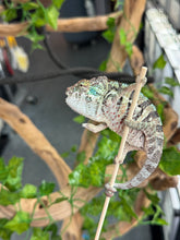 Load image into Gallery viewer, AMBANJA Panther Chameleon: Dubois x Ellie (E7)