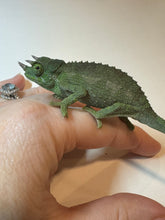 Load image into Gallery viewer, Male Jackson’s Chameleon: I5