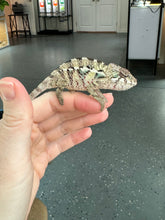 Load image into Gallery viewer, AMBILOBE Panther Chameleon: Sam x Georgia (P10)