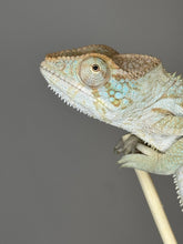Load image into Gallery viewer, AMBANJA FEMALE Panther Chameleon: đș (R5)