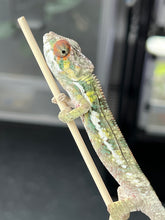 Load image into Gallery viewer, AMBILOBE male: Sam x Amie (Q4)