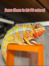 Load image into Gallery viewer, Fiery orange and red chameleon in his pj colors sitting on his orange screen feeder both available at FramsChams!