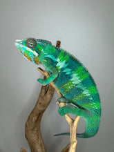 Load image into Gallery viewer, Ambilobe panther chameleon for sale on a branch against a gray background