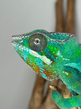 Load image into Gallery viewer, Close-up of an ambilobe chameleon with detailed scales on a plain background