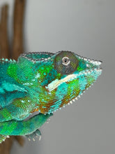 Load image into Gallery viewer, This ambilobe panther chameleon has a face full of color- greens, blues and reds.