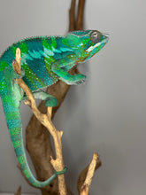 Load image into Gallery viewer, Beautiful green panther chameleon on a branch with a plain background