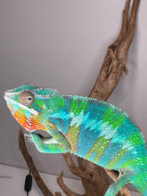 Load image into Gallery viewer, Colorful ambilobe chameleon on a branch against a plain background