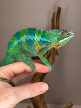 Load image into Gallery viewer, Green and blue panther chameleon on a person's hand with a blurred background