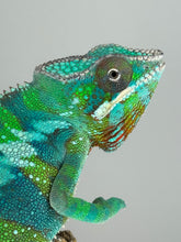 Load image into Gallery viewer, Green and blue Ambilobe Panther Chameleon closeup