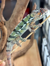 Load image into Gallery viewer, AMBILOBE Panther Chameleon: Starburst x Margaret (E12)
