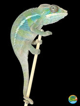 Load image into Gallery viewer, Beautiful Ambilobe panther chameleon with yellow body and blue bars for sale at FramsCHams.