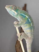 Load image into Gallery viewer, Ambilobe panther chameleon holding onto a stick.