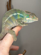 Load image into Gallery viewer, Side picture of Ambilobe panther chameleon sitting calmly on a finger.