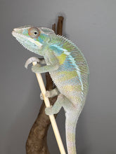Load image into Gallery viewer, Side picture of ambilobe panther chameleon. Yellow body with blue barring.
