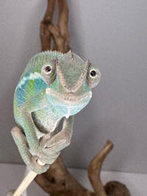 Load image into Gallery viewer, Cute ambilobe panther chameleon looking at the camera with both eyes.