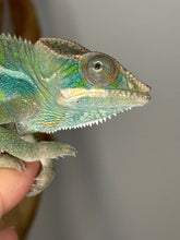 Load image into Gallery viewer, Closeup face of Ambilobe panther chameleon for sale at FramsChams