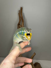 Load image into Gallery viewer, Ambilobe panther chameleon with bright yellow mouth wide open!