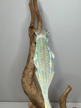 Load image into Gallery viewer, Back of a juvenile panther chameleon