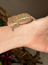 Load image into Gallery viewer, Ambilobe Male (R9)