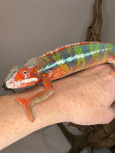 Load image into Gallery viewer, Bright red ambilobe chameleon with the calmest and cool personality!