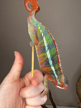 Load image into Gallery viewer, Bold and beautiful colors of a red, green and blue ambilobe chameleon.