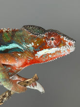 Load image into Gallery viewer, Face shot of a Flash ambilobe chameleon available at FramsChams!