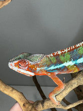 Load image into Gallery viewer, Ambilobe chameleon walking along a stick with a gray background.