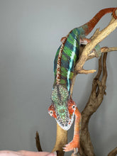 Load image into Gallery viewer, Beautiful red, green and blue ambilobe chameleon walking down a branch.