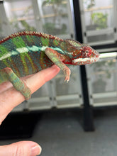 Load image into Gallery viewer, Colorful red, green and blue chameleon sitting calmly on a person's hand.