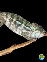 Load image into Gallery viewer, Ambilobe panther chameleon juvenile for sale at FramsChams