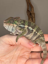 Load image into Gallery viewer, Side view of Ambilobe panther cahmeleon juvenile.